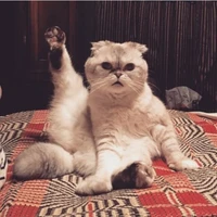 Yunsong Zhou's profile picture