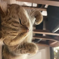 Vincent Gong's avatar