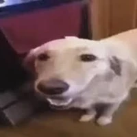 T de Talhão's profile picture