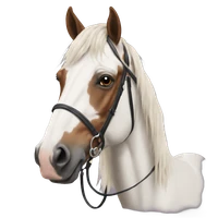 Mã Dĩ Hào's profile picture